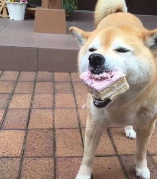 The meme is an image of a dog with a surprised expression, its mouth open and a piece of cake stuck in its teeth. The text "I can smell the desperation" is overlaid on the image, implying that the dog is so hungry it's willing to eat anything, including a stale piece of cake. The image is a humorous commentary on the dog's eagerness to find food, even if it's not the best option.